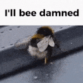 I'Ll Bee Damned Bee GIF - I'Ll Bee Damned Bee I'Ll Be Damned GIFs