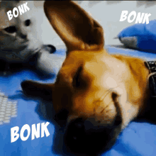 Bonk Cat GIF - Bonk Cat Dog GIFs