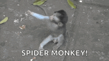 a couple of monkeys hugging each other with the words spider monkey behind them .