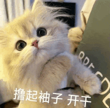a fluffy cat is holding a book in its paws and looking at the camera .