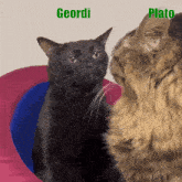 two cats looking at each other with the words geordi and plato written above them
