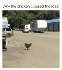 Chicken Crosses Road GIF