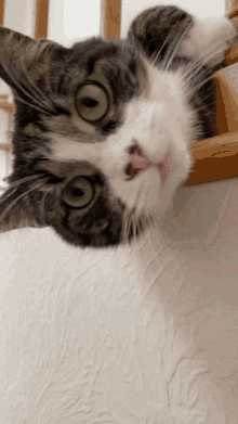 Tabbycat Funny GIF - Tabbycat Funny Cat GIFs