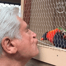 Kissing A Bird Happily GIF - Kissing A Bird Happily Give Me A Kiss GIFs