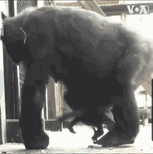 Gorilla Butt GIF - Gorilla Butt Wipe GIFs