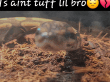 a close up of a snake with the words " is aint tutt ul bro " above it