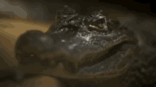 Hey, Hot Stuff GIF - Croc Crocodile Wink GIFs
