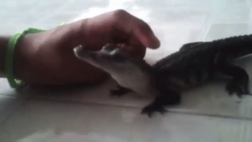 crocodiles-petting.gif