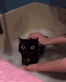 Gatito Negro Gato GIF