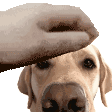 a hand is petting a dog 's head .