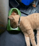 Cat кот GIF - Cat кот проснулся в миске GIFs