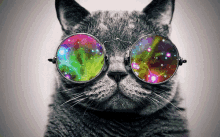 cat shades colors trippy space