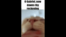 a close up of a cat 's face with the words o gabriel now dawns thy reckoning