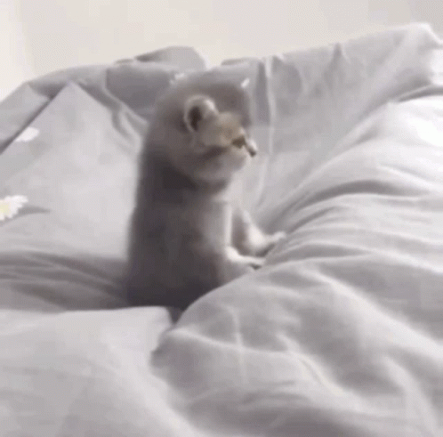 Cat Cute GIF - Cat Cute Meow - Discover & Share GIFs