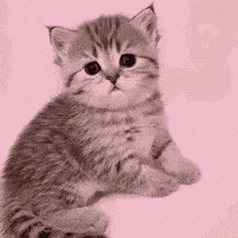Cat Sasha GIF - Cat Sasha Lolly GIFs