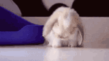 Rabbit Lie Down GIF - Rabbit Lie Down Tired GIFs