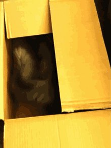 Cats In GIF - Cats In Boxes GIFs