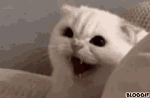 Fiamani Cat GIF - Fiamani Cat Triggered GIFs