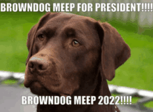 Golden Splasher Meep GIF - Golden Splasher Meep Brown Dog GIFs