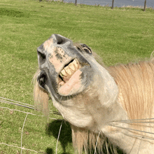 The Wtf Horse GIF - The Wtf Horse GIFs