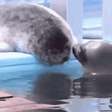 two seals are standing next to each other in the water looking at each other .