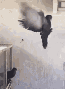 Pigeon Flight GIF - Pigeon Flight Back Flip GIFs