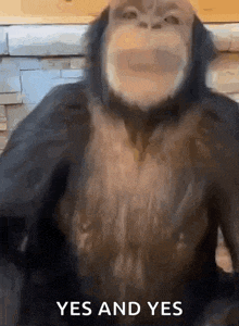 a close up of a monkey with the words yes and yes written on it