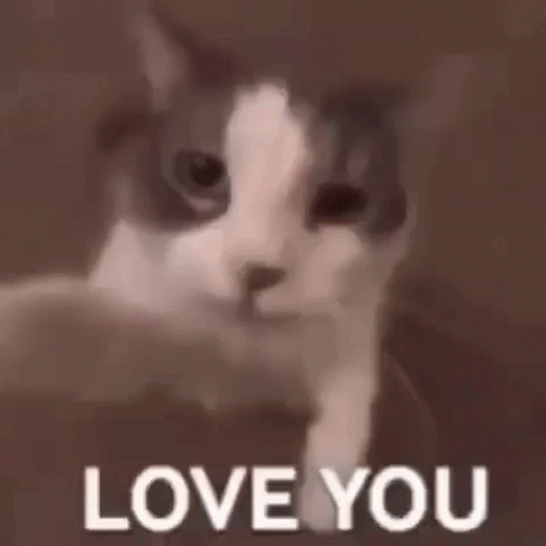 cat-love-you-love-you.gif