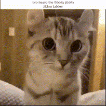 Tallyhall Cat GIF - Tallyhall Cat Meme GIFs