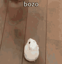 Animals With Captions Bozo GIF - Animals With Captions Bozo Cute Animals GIFs