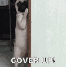Cover Up! GIF - Cover Up Cover Yourself Up Hide GIFs