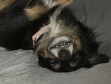 Derp Dog GIF - Derp Dog Cute Dog GIFs