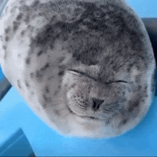 Silly Seal GIF - Silly Seal Reaction GIFs