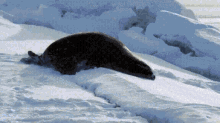 Weddell Seal GIF - Weddell Seal Weddell Seal GIFs
