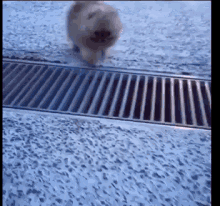 Pomeranian GIF - Pomeranian GIFs