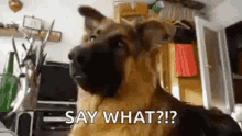 Dog Say What GIF - Dog Say What Confused GIFs