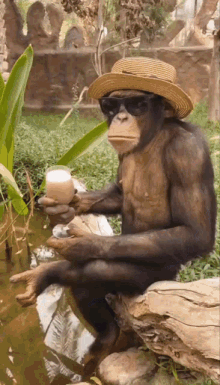 Monkey Pina Drink Hat Crandall GIF - Monkey Pina Drink Hat Crandall GIFs