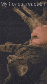 a person petting a cat with the words " my honest reaction " above it