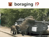 Boar Boars GIF