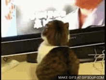 Well Hello There I Been Expecting You Cat GIF