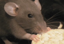 rat nibbling cute animal eating
