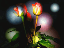 a bunch of flowers with a dark background
