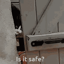 Is It Safe Berry Mint GIF