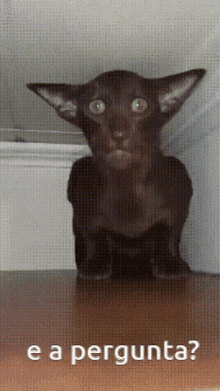 Gato Morcego GIF - Gato Morcego Cavalo GIFs