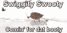 Swiggity Swooty Comin For Dat Booty GIF - Swiggity Swooty Comin For Dat Booty Bird GIFs
