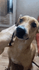 a person is petting a dog 's nose with a brush
