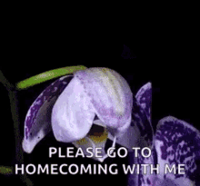 Orchid Flower GIF