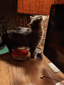 a cat standing next to a red container on a table