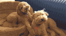Oh Really? GIF - Dogs Cute GIFs