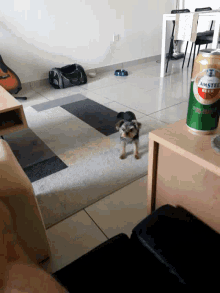 a can of castle beer sits on the floor next to a dog